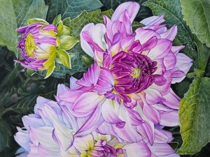 Picotee Dahlia